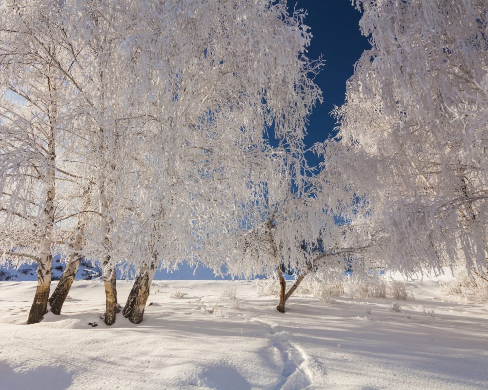 Picturesque snowy landscape with frosted trees in the mountains