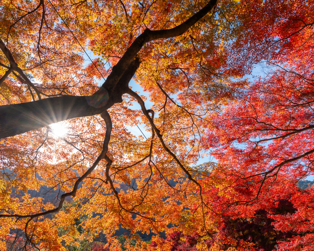vibrant-autumn-leaves-glowing-in-bright-sunlight